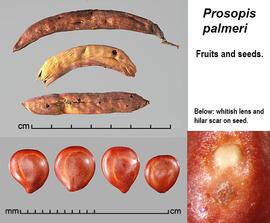   Fruits, seeds:   Strombocarpa palmeri,  seeds (lower right) with pleurograms visible; Photo by J. Scher, Federal Noxious Weed Disseminules of the US
